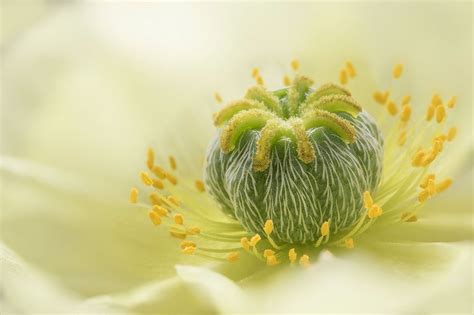 Jane Dibnah – International Garden Photographer of the Year